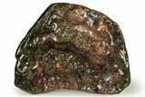 Iridescent Ammolite (Fossil Ammonite Shell) - Rare Purple! #258179-1